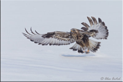 Rough-legged Hawk