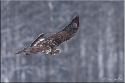 Roughlegged_hawk