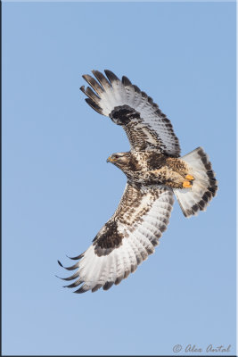 Roughlegged_hawk