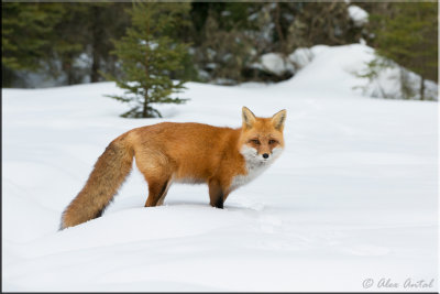 red_fox
