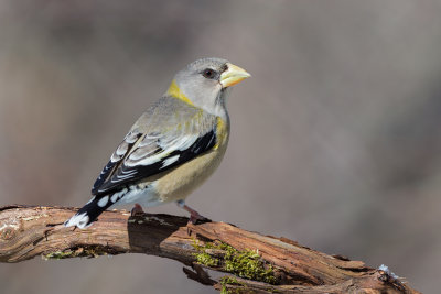 Evening Grosbeak (F)