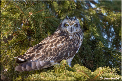 Short-eared Owl