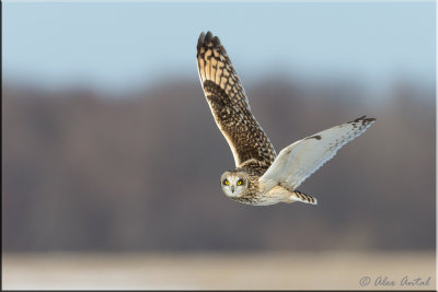 Short-eared Owl