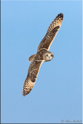 Short-eared Owl