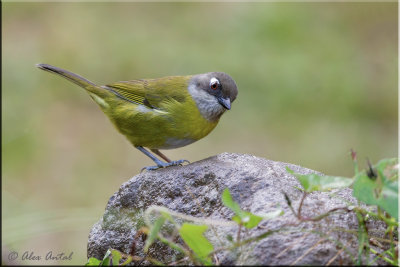 Common Bush Tanager