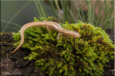 Bolitoglossa striatula-Salamander