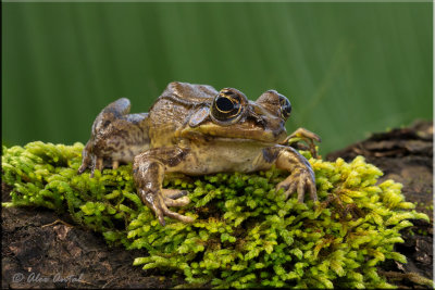 Costa Rica Bullfrog