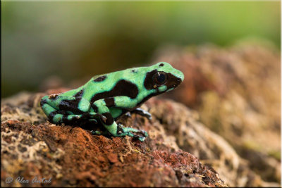 Dark & Green Poison Dart Frog