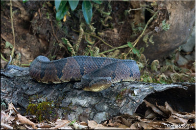 Jumping pit viper