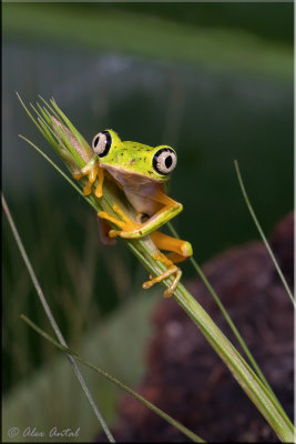 Lemur-leaf-frog