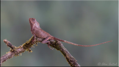 Helmeted-Iguana