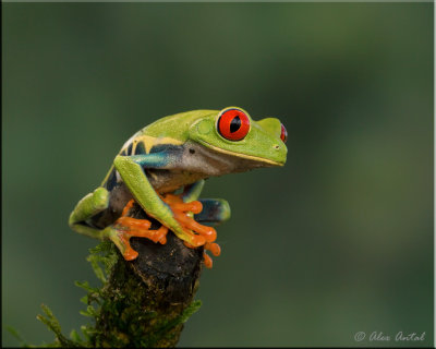 Red-eyed-tree-frog