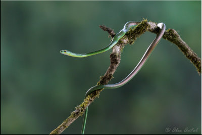 Green-Parrot-Snake