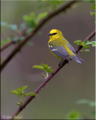 Blue-winged Warbler