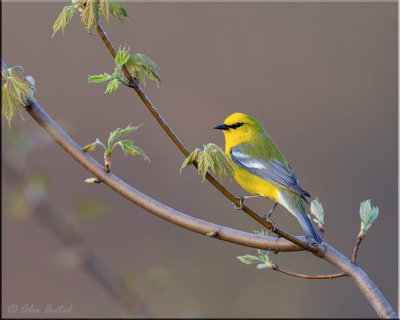 Blue-winged Warbler (M)