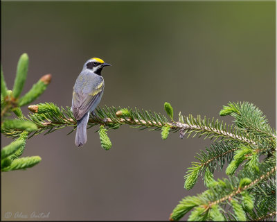 Golden-winged Warbler (M)