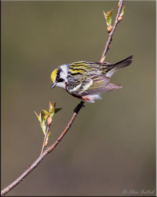 Chestnut-sided Warbler (M)