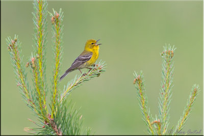 Pine Warbler (M)