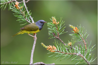 Mourning-Warbler