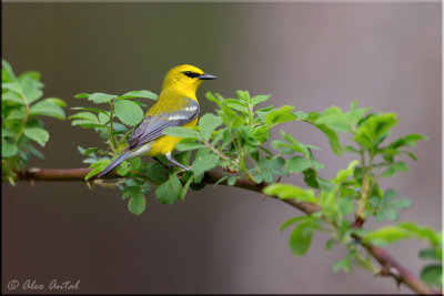 Blue-winged Warbler