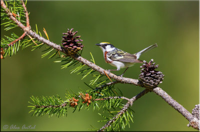 Chestnut-sided Warbler (M)