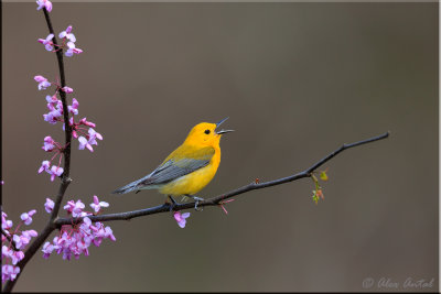 Prothonotary Warbler