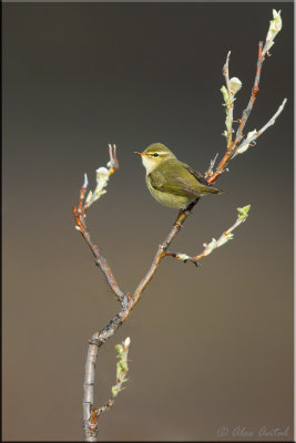 Arctic warbler