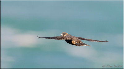 Peregrine falcon