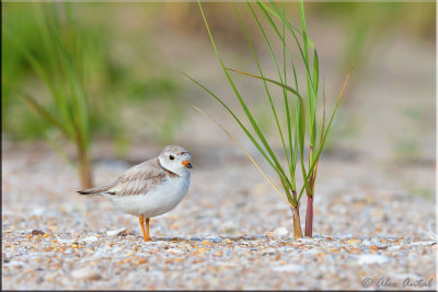 Piping plover
