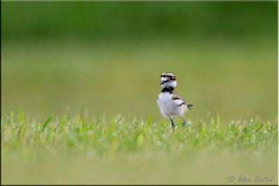killdeer
