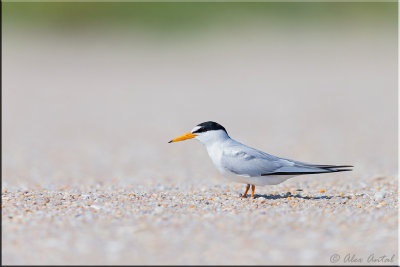 Least Tern