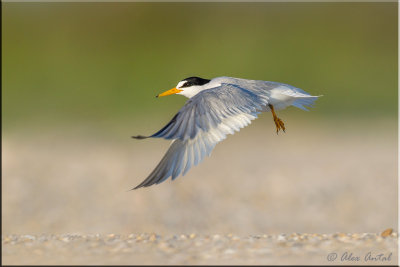 Least Tern