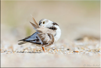 Piping plover