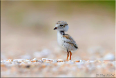 piping_plover