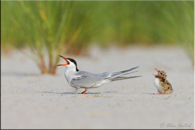 Common tern