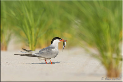 Common tern
