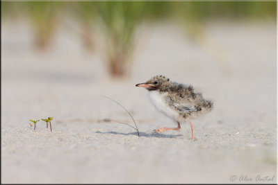 Common tern