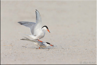 common_tern