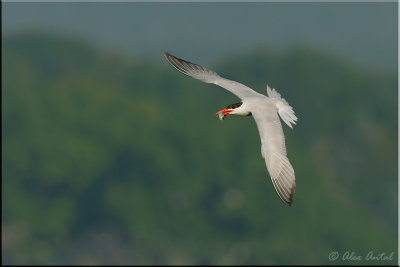 caspian_tern
