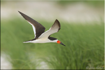 black_skimmer