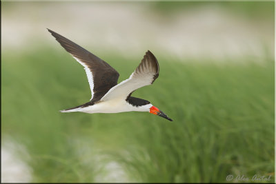 Black skimmer