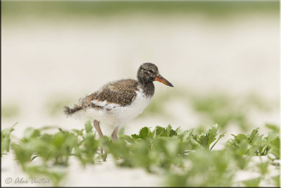 American oystercatcher