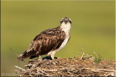 Osprey