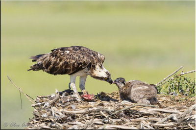 Osprey