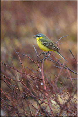 eastern_yellow_wagtail