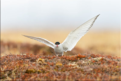 Arctic tern