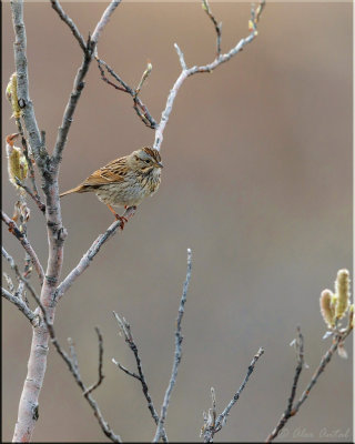 Lincoln's Sparrow