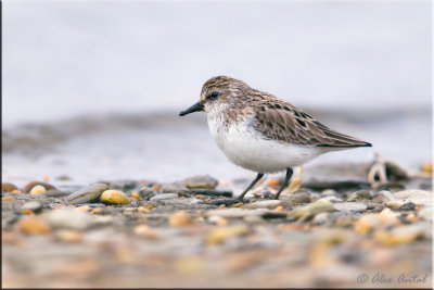 Semipalmated Sandpiper
