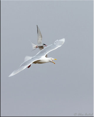 Glaucous Gull