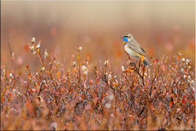 Bluethroat